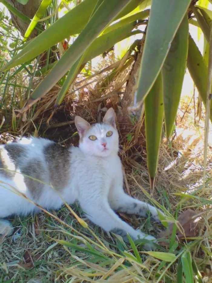 Gato ra a Sem raça definida idade 1 ano nome Maryloo