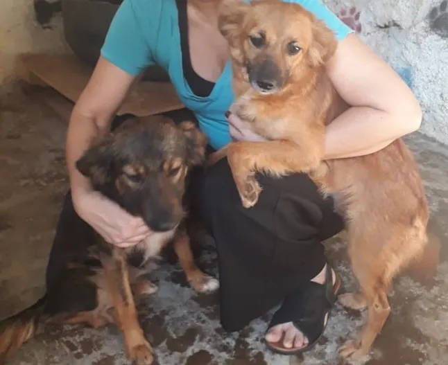 Cachorro ra a SRD-ViraLata idade 2 anos nome LILI E FLOR