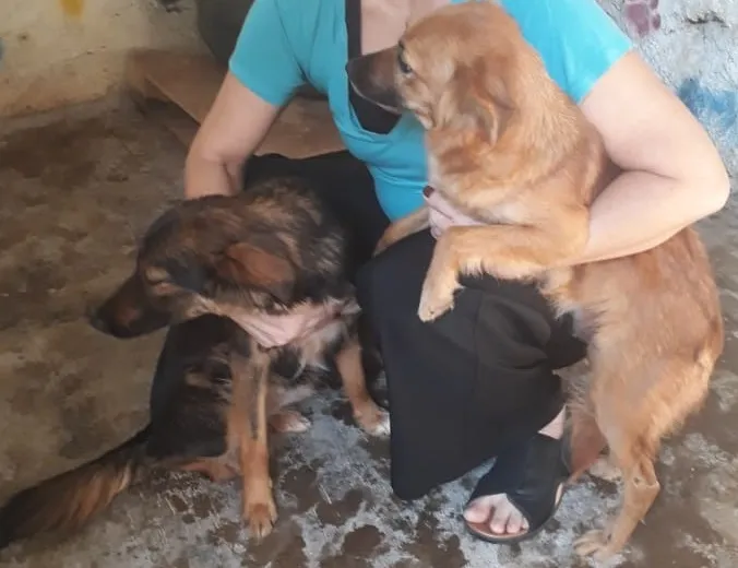 Cachorro ra a SRD-ViraLata idade 2 anos nome LILI E FLOR