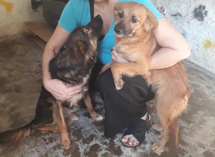 Cachorro ra a SRD-ViraLata idade 2 anos nome LILI E FLOR