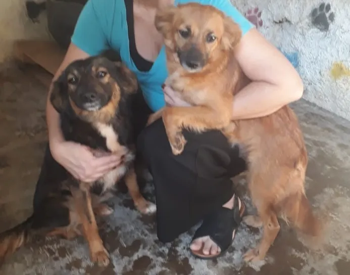 Cachorro ra a SRD-ViraLata idade 2 anos nome LILI E FLOR