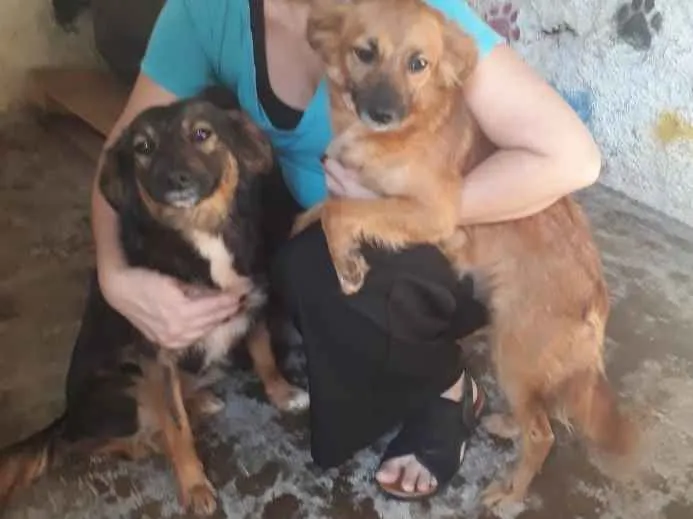 Cachorro ra a SRD-ViraLata idade 2 anos nome LILI E FLOR
