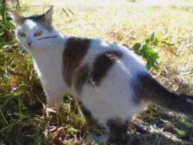 Gato ra a Sem raça definida idade 1 ano nome Maryloo