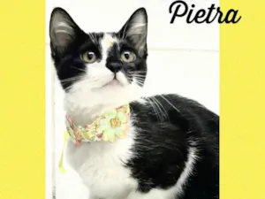 Gato raça Srd idade 2 a 6 meses nome Pietra 