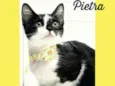 Pietra