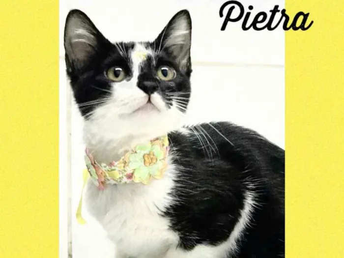 Gato ra a Srd idade 2 a 6 meses nome Pietra
