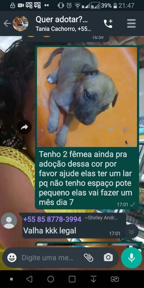 Cachorro ra a Srd idade Abaixo de 2 meses nome Zoe