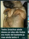 Apolo 