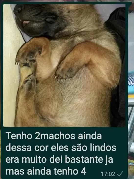 Cachorro ra a Srd idade Abaixo de 2 meses nome Apolo 