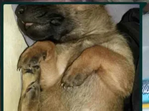Cachorro raça Srd idade Abaixo de 2 meses nome Apolo 
