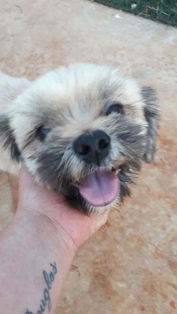 Cachorro ra a Indefinida  idade 3 anos nome Morango 