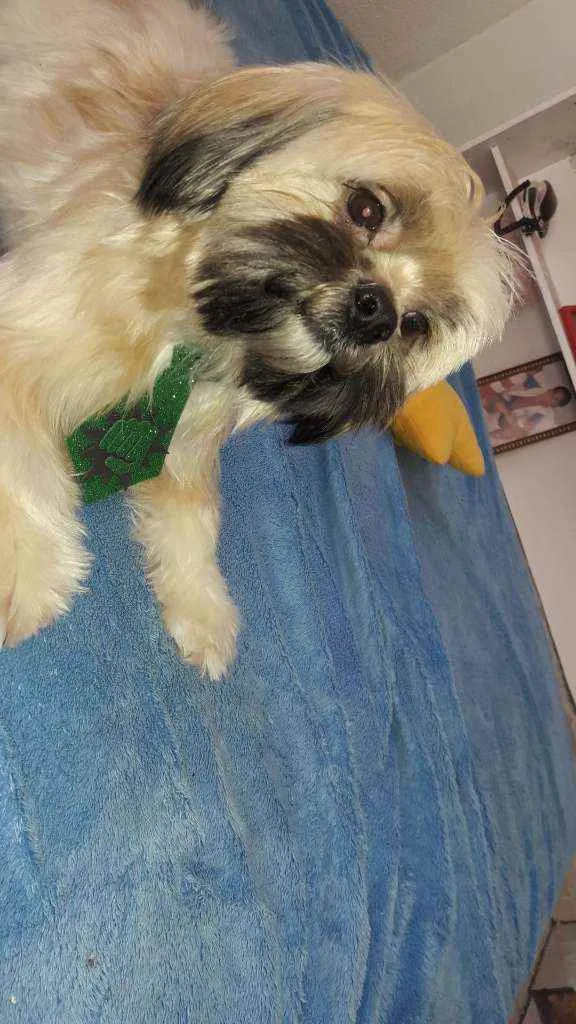 Cachorro ra a Indefinida  idade 3 anos nome Morango 