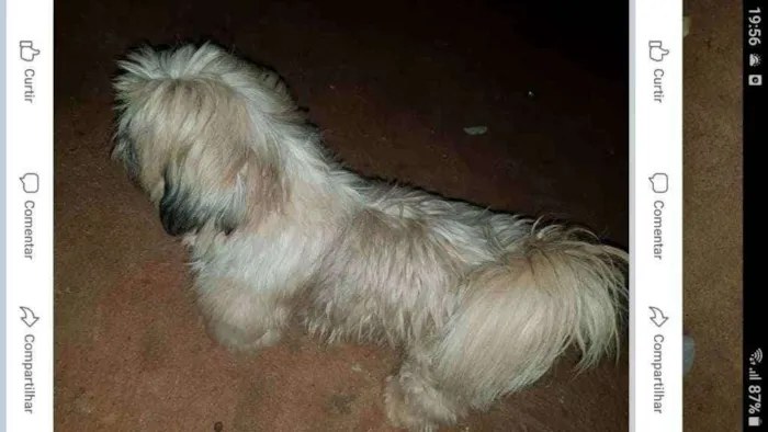 Cachorro ra a Indefinida  idade 3 anos nome Morango 