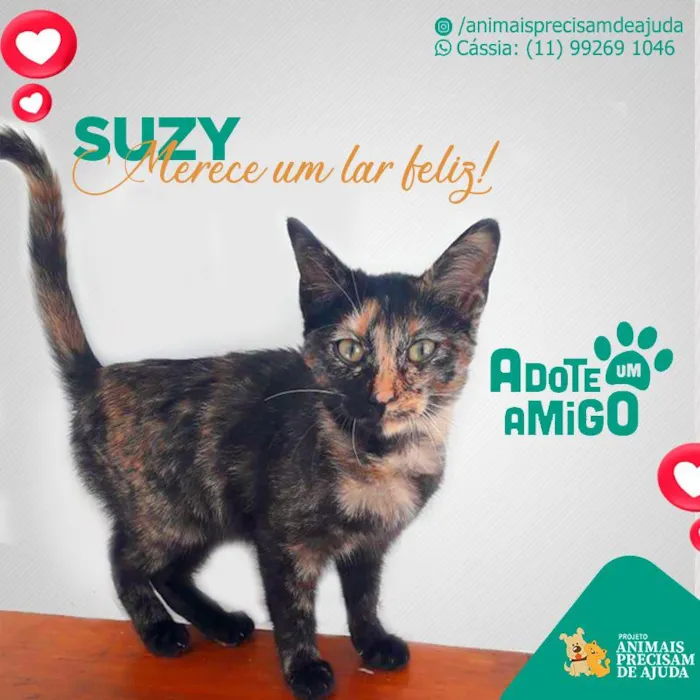 Gato ra a SRD idade 2 a 6 meses nome SUZY