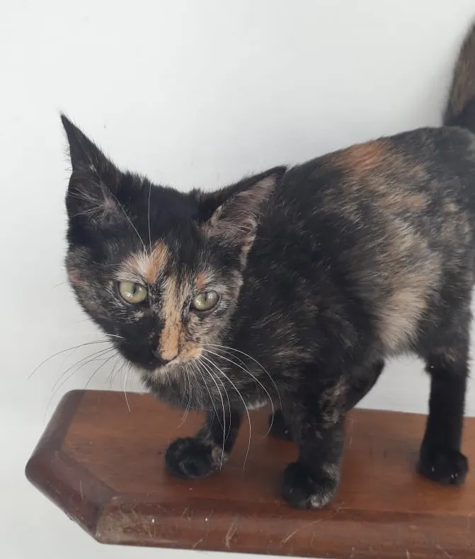 Gato ra a SRD idade 2 a 6 meses nome SUZY