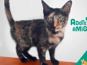 Gato raça SRD idade 2 a 6 meses nome SUZY