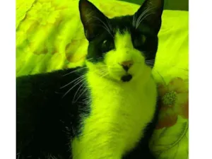 Gato raça não tem  idade 2 anos nome Ben