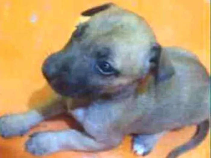 Cachorro ra a Srd idade Abaixo de 2 meses nome Zoe