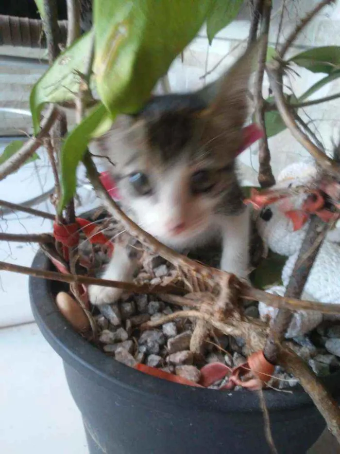 Gato ra a Comum idade 2 a 6 meses nome Lilica