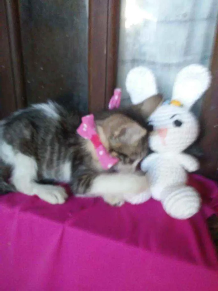 Gato ra a Comum idade 2 a 6 meses nome Lilica
