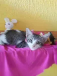 Lilica
