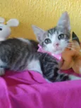 Lilica