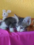 Lilica