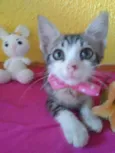 Lilica