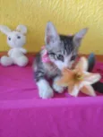 Lilica