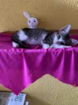 Lele