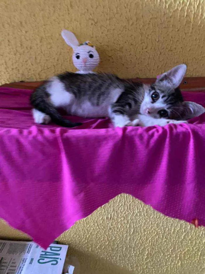 Gato ra a Comum idade 2 a 6 meses nome Lele