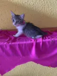 Lele