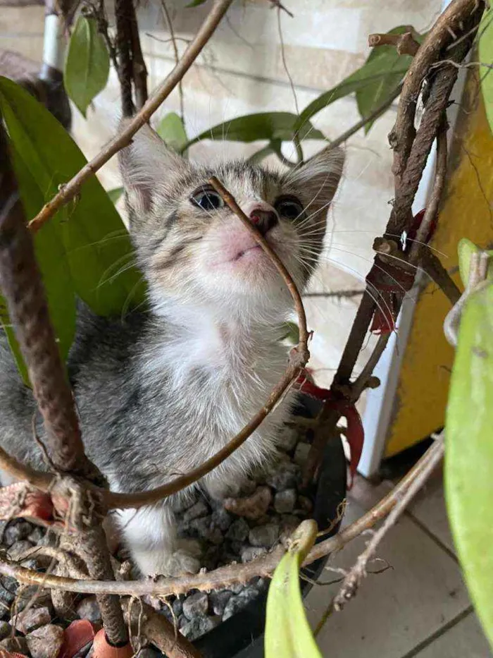Gato ra a Comum idade 2 a 6 meses nome Lele