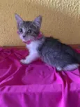 Lele
