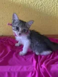 Lele