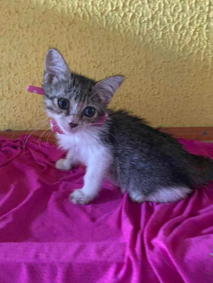 Gato ra a Comum idade 2 a 6 meses nome Lele