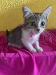 Lele