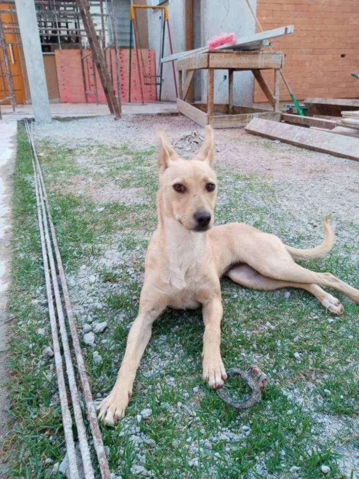 Cachorro ra a Vira-lata idade 7 a 11 meses nome Akira