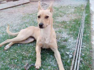 Cachorro raça Vira-lata idade 7 a 11 meses nome Akira