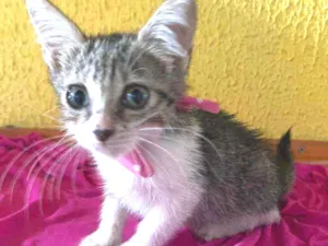 Gato raça Comum idade 2 a 6 meses nome Lele