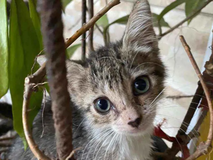Gato ra a Comum idade 2 a 6 meses nome Lele