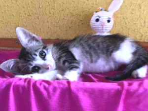 Gato raça Comum idade 2 a 6 meses nome Lele