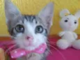 Lilica