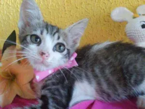Gato raça Comum idade 2 a 6 meses nome Lilica