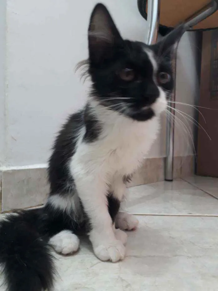 Gato ra a não tem  idade 2 a 6 meses nome Mafalda