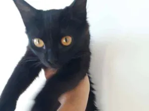 Gato raça não tem idade 7 a 11 meses nome Mill