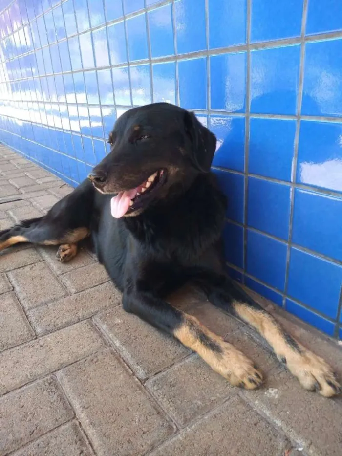 Cachorro raça mix idade  nome chocolate 