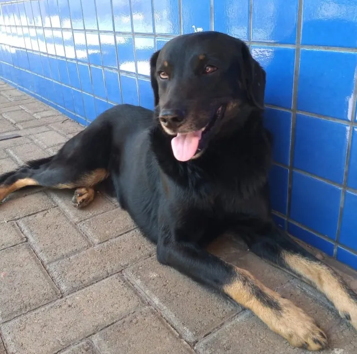 Cachorro raça mix idade  nome chocolate 
