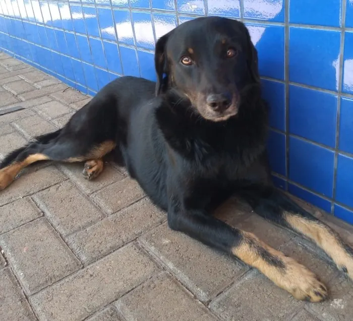 Cachorro raça mix idade  nome chocolate 