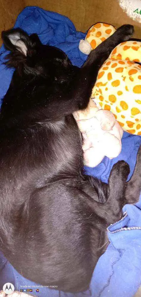 Cachorro ra a RND idade 2 a 6 meses nome Letícia